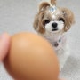 강아지 달걀 삶은계란 영양성분과 적정급여량