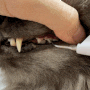 마이펫닥터 반려동물용 치석 제거기 고양이 사용후기