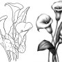 카라꽃 밑그림 스케치 도안자료 callas Flower drawing sketch