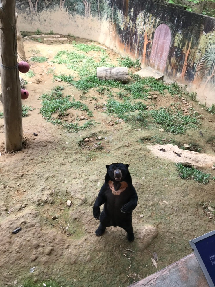 코타키나발루 동물원 록카위 야생공원(Lok Kawi Wildlife Park) 관람 이야....