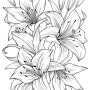 백합 꽃그림 밑그임 스케치 컬러링자료 Lily sketch