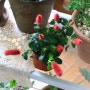 베란다정원의 순둥이, 붉은여우꼬리풀의 성장기록