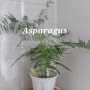 감성 식물 - 아스파라거스 나누스