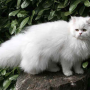 페르시안 고양이 기본정보::분양 가격 털 빠짐 친칠라 성격 수명 포토 특징...오구오 캣 고양이 종류