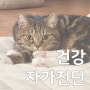 고양이 건강, 자가 건강 체크 방법 몇가지