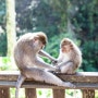 우붓 가볼만한곳, 몽키포레스트 (Sacred Monkey Forest Sanctuary), 발리여행 필수코스