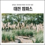 대전 팜파스 명소 금강로하스대청공원 암석식물원 / 9월가볼만한곳