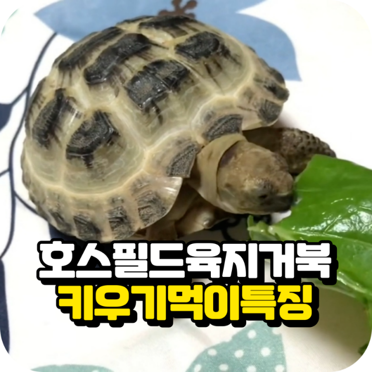 호스필드 육지거북 키우기, 먹이와 특징 : 네이버 블로그