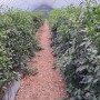 유기농 수비초 풋고추 판매