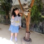 초등아이랑 호주서부여행 시드니동물원 Sydney Zoo 코알라랑 사진찍기