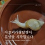 아프리카 왕달팽이, 금와달팽이 새끼 무료분양 합니다