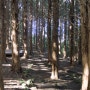 ☀︎ [1 / 368] 소산오름(소산봉) ➰ 편백나무숲