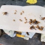 꿀벌 보호 위해 장수말벌 퇴치하기