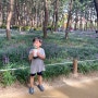 장항 맥문동 꽃축제 / 장항 송림산림욕장
