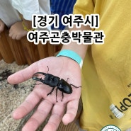 경기도 아이와 함께 갈만한 곳! 여주곤충박물관 방문