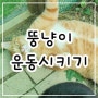 뚱냥이 고양이 운동시키는 방법