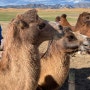 #2 몽골 여행 - 엘승타사르하이 미니고비 사막, 낙타체험, 모래썰매