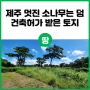 [제주 부동산] 멋진 소나무는 덤으로 건축 허가받은 토지 매매