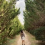 [전남/구례] 천 개의 향나무 숲 / 천 그루가 넘는 향나무가 모인 힐링 정원