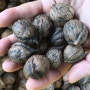 가래나무열매 줍기 가래뿌리껍질 효능 가래열매판매 가래나무껍질 파는곳