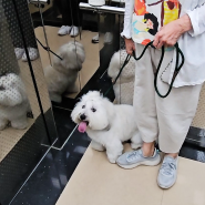 [김호균 훈련사] 두 얼굴의 강아지, 아토 2회차 산책교육 | 꼬똥 드 툴레아 아토