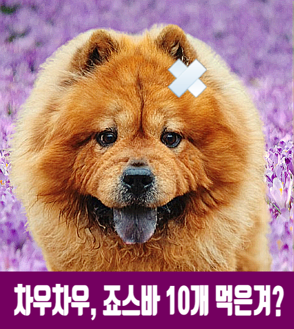 중국개 차우 차우 정보 죠스바 10개 먹은 겨 : 네이버 블로그