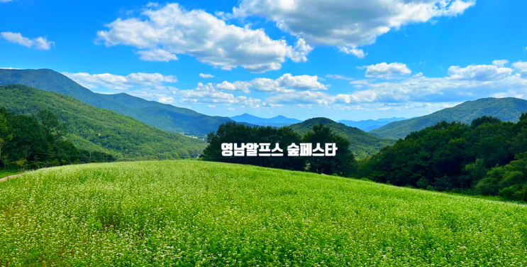 영남알프스 숲페스타 울산 여행 가볼만한곳 가을여행지 : 네이버 블로그
