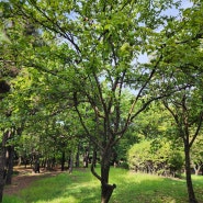 모과나무 - 인천중앙공원