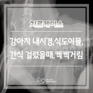 강아지 내시경, 식도이물, 간식 걸렸을때, 켁켁거림 _ 24시 응급동물병원