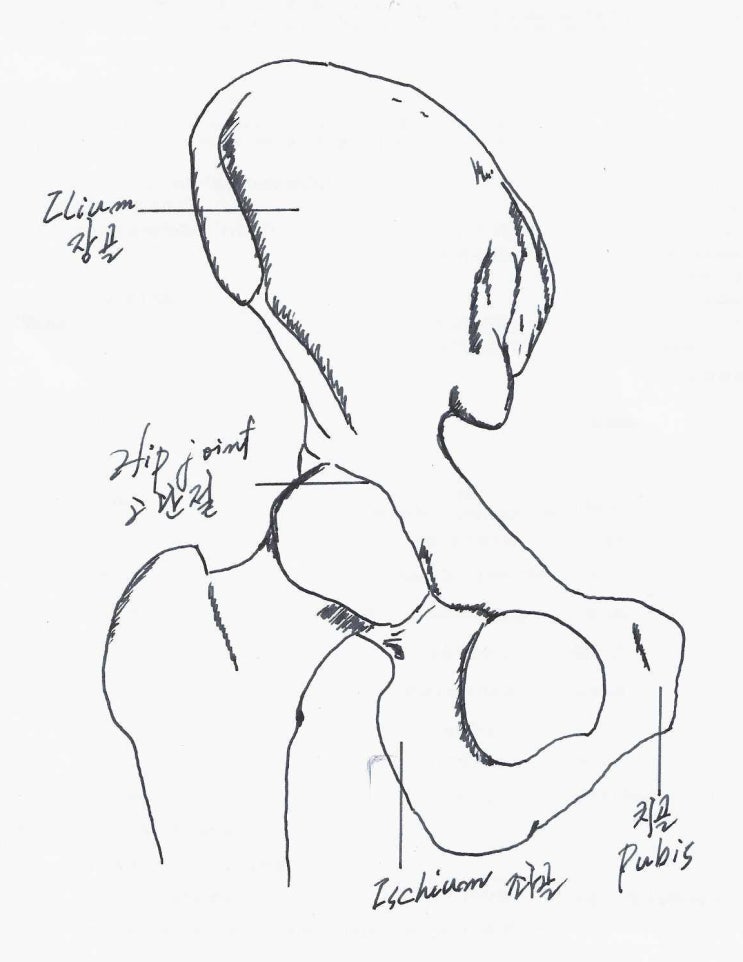 의학용어(4) 사지골 및 관절 : 네이버 블로그