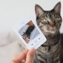 포토카드 제작, 귀여운 고양이 사진 굿즈 만드는 반려동물 집사 (스냅스)