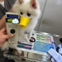 프랑스 및 영국 동물검역 절차를 진행한 스피츠 나물 : 강아지 고양이 해외 동물검역 동물운송 출국 입국 이민 여행 절차 비용
