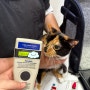 캐나다 토론토 공항으로 가는 코숏 고양이들 쿠키 쿠모 : 강아지 고양이 해외출국 해외이민 여행 비행기 기내탑승 절차 비용