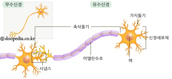 거울 뉴런(Mirror neuron) 이란 : 네이버 블로그