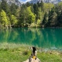 2023 스위스여행6/ 렌트카로 여행하기 , 블라우제호수(Blausee)