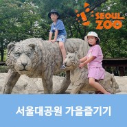 서울대공원 동물원 호랑이 다시 만나다! Feat.대공원 가을스케치
