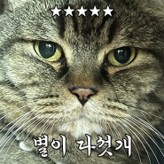 #냥품리뷰 여름내내써본 고양이 쿨매트 대리석 침대 사용기