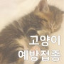 고양이 예방접종, 시기와 필요성 그리고 주사 위치