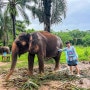 태국 끄라비 여행 코끼리 보호소 생츄어리 예약 방문 후기