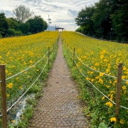 올림픽공원 들꽃마루 황화 코스모스 밭 가는 방법