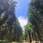 제주여행 삼나무 숲길 산책 절물자연휴양림 제주가볼만한곳