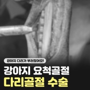 강아지 앞다리 절뚝 원인, 다리가 부러졌어요!