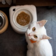 [고양이 용품] 소심한호랑이 데워주는 꿀맛식기 고양이 습식사료 밥그릇 개봉기 및 사용기 / 내돈내산