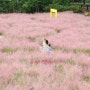 제주 서귀포 핑크뮬리 축제 휴애리 아이랑 가볼만한 꽃밭, 청귤체험 장소