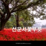 전북 고창 가볼만한 9월 여행지, 선운사 꽃무릇