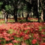 인천대공원(수목원) 꽃무릇