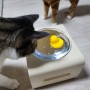 고양이 물그릇 달빛식기 구매 후기 / 다이소 고양이 물그릇 비교