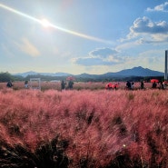 양주 천일홍 축제