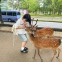오사카 4박5일 :: 나라공원에서 사슴한테 삥뜯기고 이코마역 투어와 오사카 맛집 투어