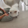 부산강아지훈련 토닥토닥 애견방문훈련에서 강아지 짖음 교육받기